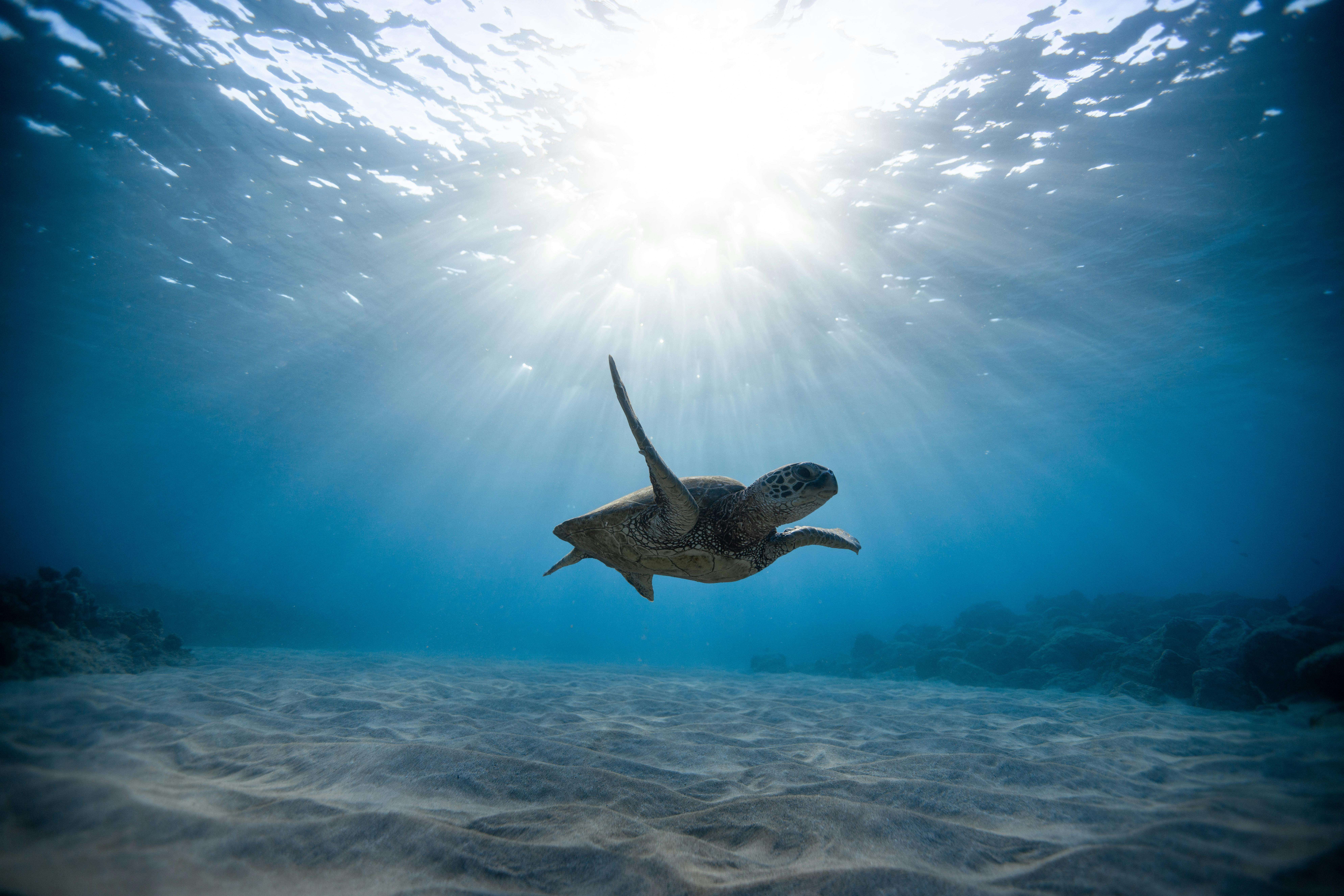 Watamu National Marine Park