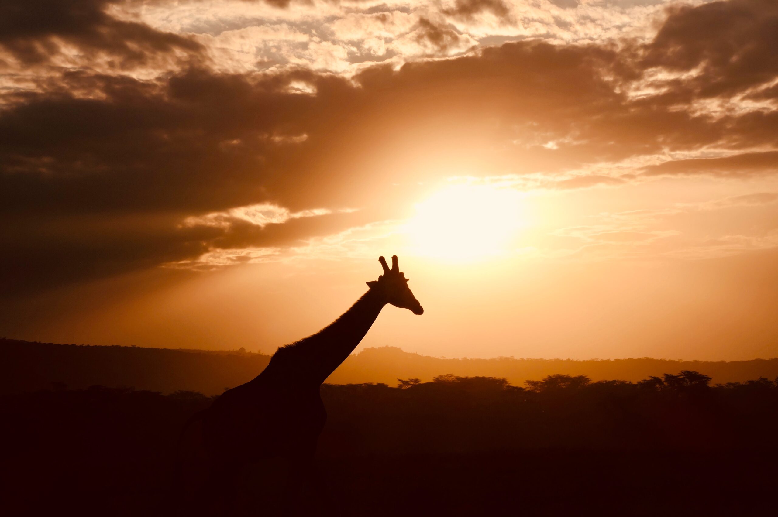 Safari